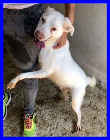 WAFER,DOLCISSIMO SIMIL LABRADOR CERCA CASA - Foto 5