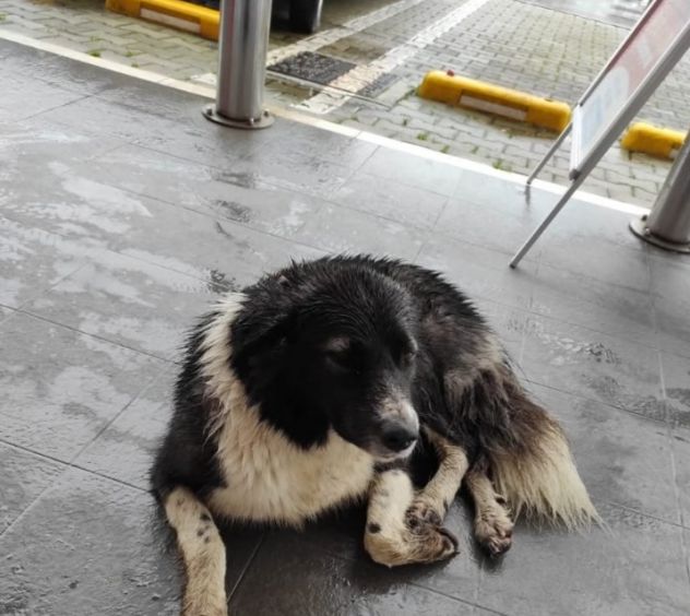 2anni buonissima in strada cacciata da tutti! FOGGIA