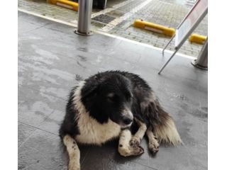 2anni buonissima in strada cacciata da tutti! FOGGIA