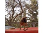 Cucciola Malinois