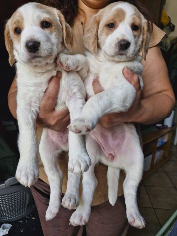 Artù e Daisy cuccioli - Foto 3