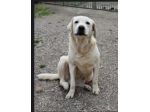 Labrador puro sui 10anni SOS ADOZIONE MIRACOLO! NAPOLI