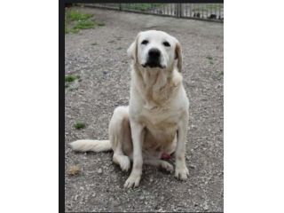 Labrador puro sui 10anni SOS ADOZIONE MIRACOLO! NAPOLI
