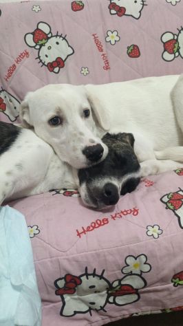 Kira e Kinder: cessione di proprietà - Foto 4