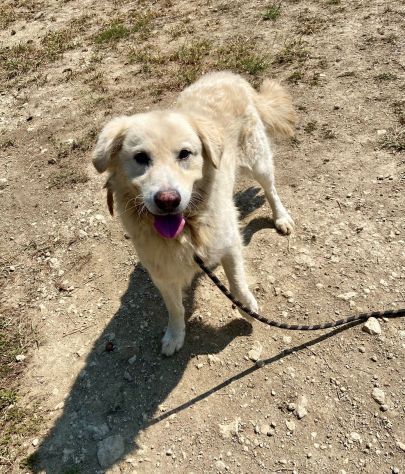 TERENCE UN CUORE DA SALVARE CANE IN ADOZIONE - Foto 10