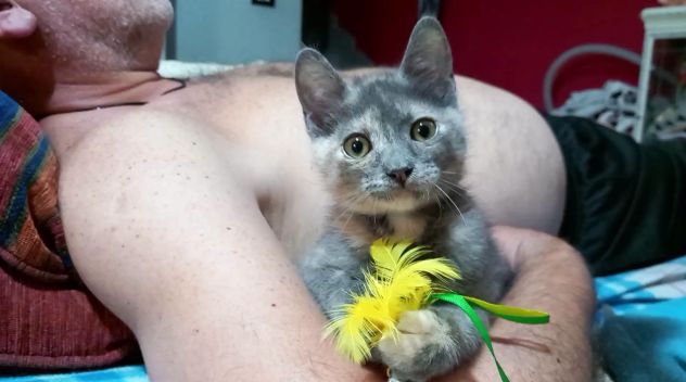 ZELDA, tenera gattina da adottare! - Foto 2