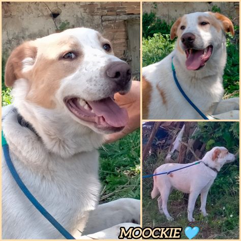 MOOCKIE CUCCIOLO MIX LABRADOR