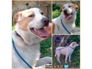 MOOCKIE CUCCIOLO MIX LABRADOR