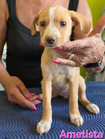 AMETISTA,cucciola mix volpino breton