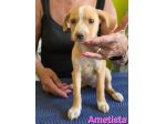 AMETISTA,cucciola mix volpino breton
