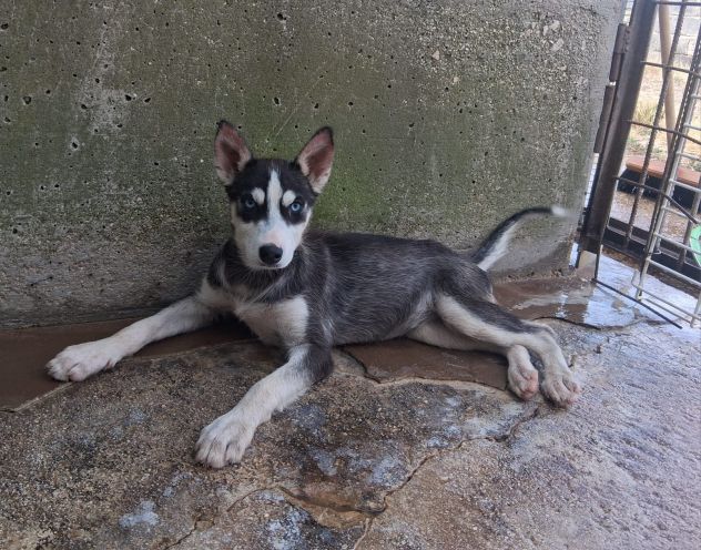 Simil Husky in adozione - Foto 8
