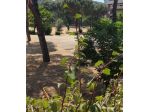 PIANTA SEMPRE VERDE PER CASA O GIARDINI