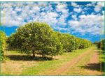 Agricolo in vendita a Floridia
