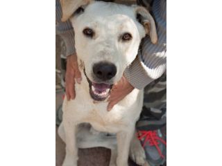 YAGO, cucciolone mix labrador