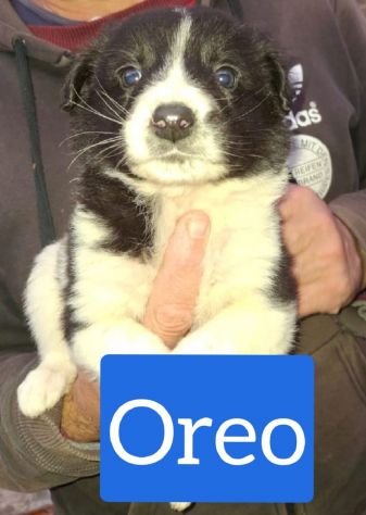 CUCCIOLI 2 MESI taglia media IN CANILE - Foto 3