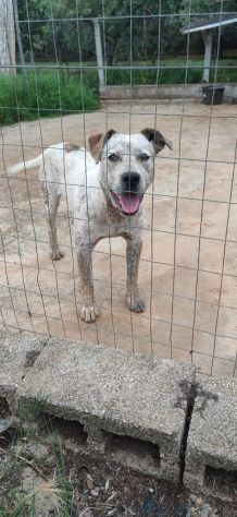 2anni mix molossino SPLENDIDO solo h24 in recinto.URGENTE CALABRIA - Foto 2