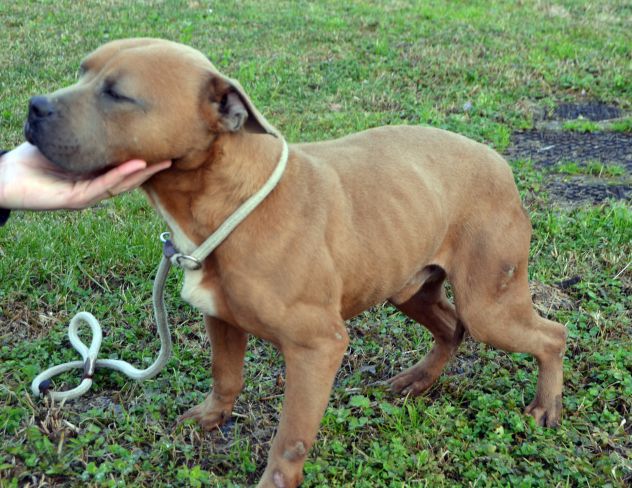 Amstaff Cesare - Foto 4