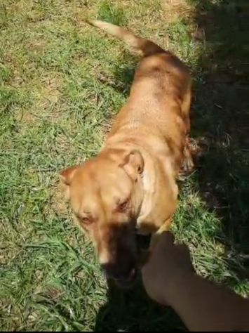 Mix Pitbull Red No9se+Pastore Belga Malinois 7anni ROMA - Foto 4