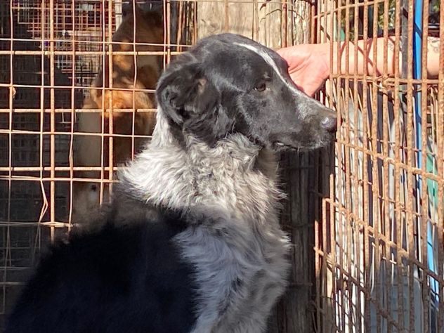 TOTÒ ADORABILE CERCA CASA, CANE IN ADOZIONE - Foto 4