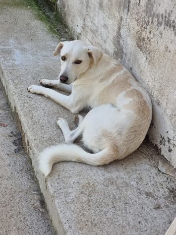 Blanco - Foto 2