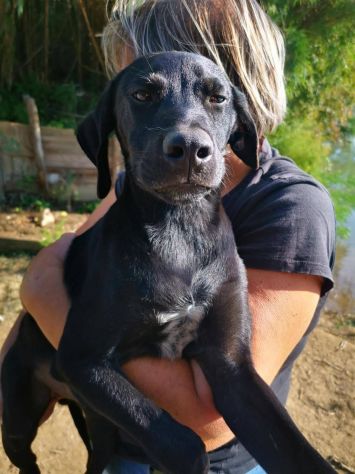 Balù cucciolo - Foto 4