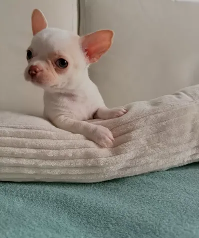 Cuccioli di Chiwawa - Foto 2