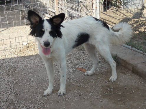 SOLANGE, tenera cagnolina - Foto 2