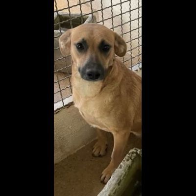 FIANDRA DELIZIOSA E SOCIEVOLE CAGNOLINA IN ADOZIONE TG MEDIA - Foto 2