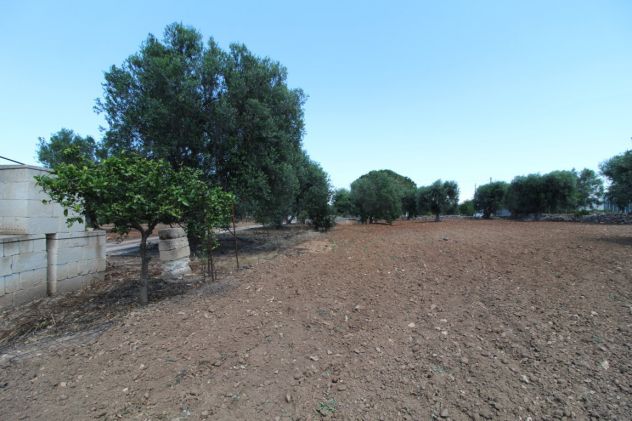 TERRENO CON TRULLO C.DA NEVIERA SAN MARZANO DI SAN GIUSEPPE - Foto 4