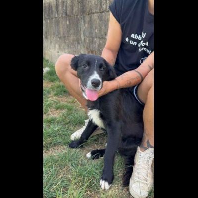 FLIC LA TENEREZZA CERCA CASA, CUCCIOLO IN ADOZIONE - Foto 3