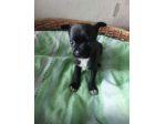 Chihuahua mini