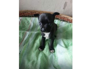 Chihuahua mini