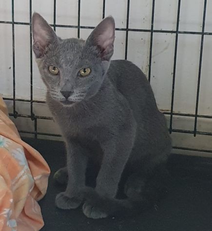 BETTY splendida simil certosina - Foto 4