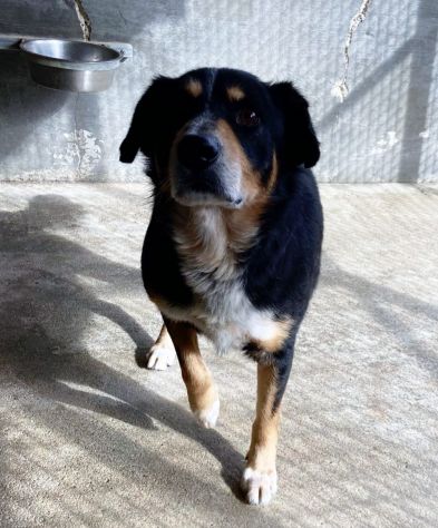 GATSBY CAGNOLINO IN ADOZIONE - Foto 7