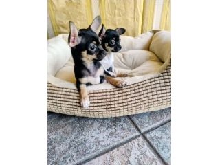 Chihuahua