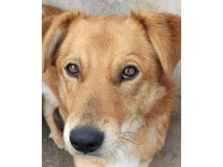 CAGNOLINO CERCA CASA