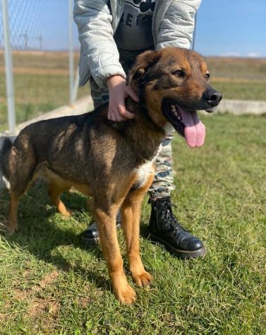 GIOI CANE IN ADOZIONE - Foto 9