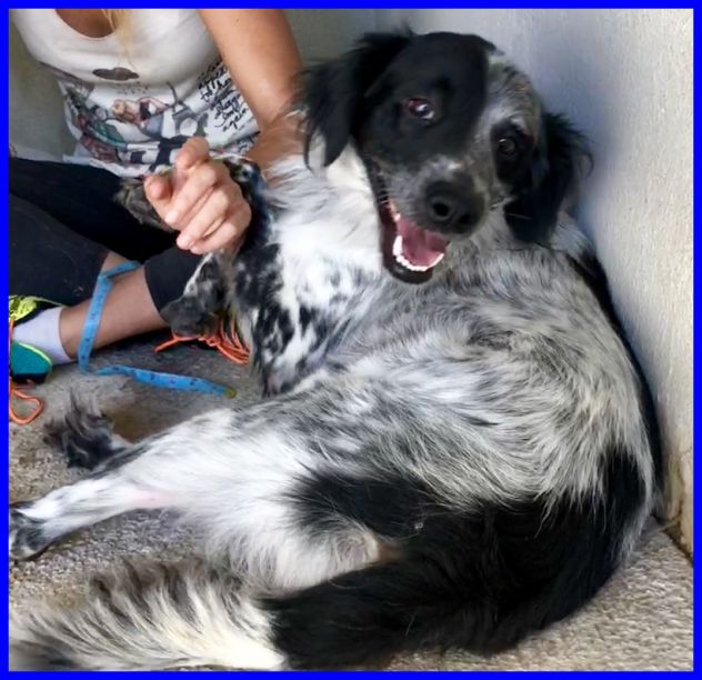 NACHO, DOLCE SIMIL SETTER SOLO INCANILE CERCA CASA - Foto 4