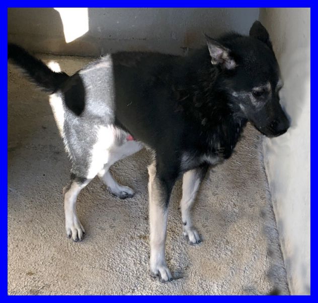 SPOCK, DOLCE SIMIL LUPACCHIOTTO CERCA CASA - Foto 3