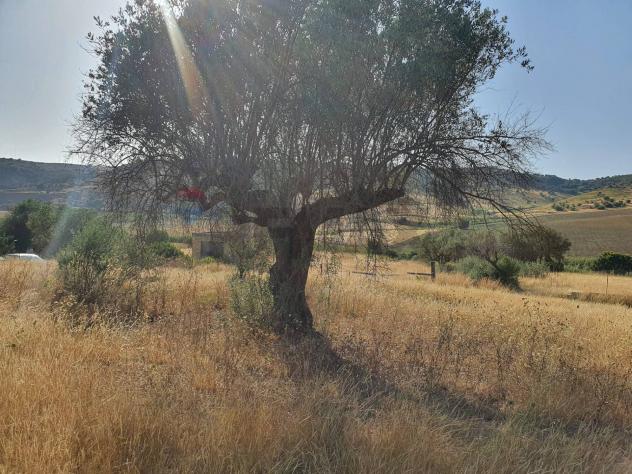 Terreno in vendita a Caltagirone, Santo Pietro - Foto 5