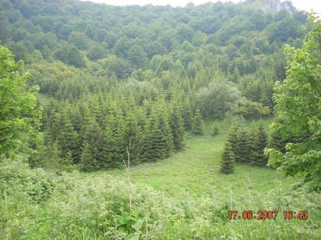 fondo bosco ex malga - Foto 2