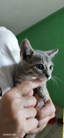 Perla, dolce gattina cerca casa - Foto 4