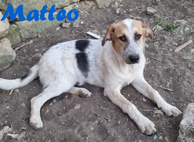 Matteo - Foto 6