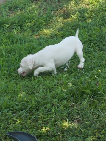 JACK RUSSELL CUCCIOLI - Foto 3