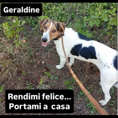 GENEVIEVE E GERALDINE 15 KG PER DUE, DALLA STRADA AL CANILE ADOZIONE - Foto 8