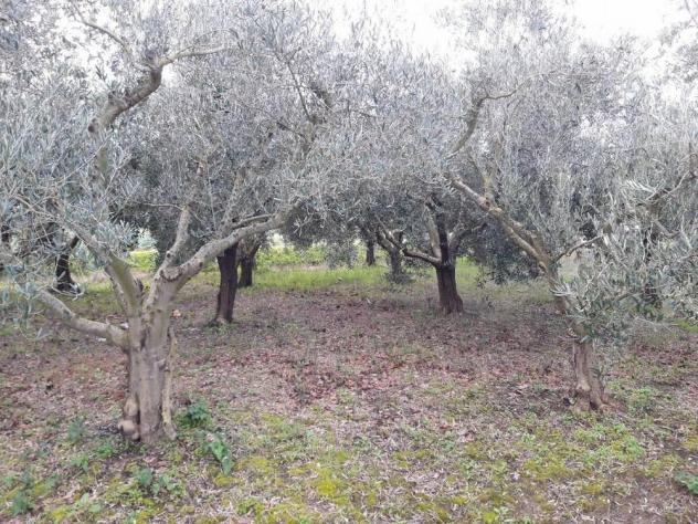 Terreno agricolo in vendita a San Frediano a Settimo - Cascina 4000 mq Rif: 887561 - Foto 4