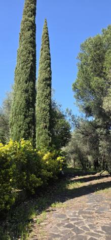 Uliveto in vendita a Morlupo - Foto 12