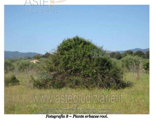 IMMOBILI-ALTRA CATEGORIA-Località Su Parargiu - Foto 5