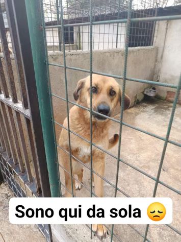 Selena cagnolina in adozione - Foto 2