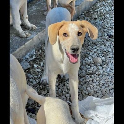 CAROTINO delizioso cucciolo in adozione taglia media - Foto 8